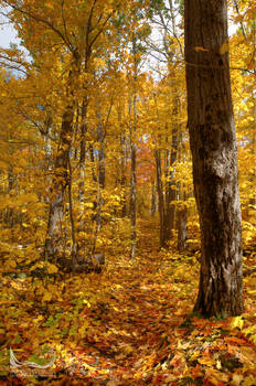 Golden Trails of Algonquin Park 2