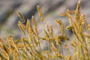 Crested Wheat