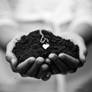 the roots of our love...