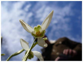 flower face