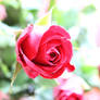 Red Rose