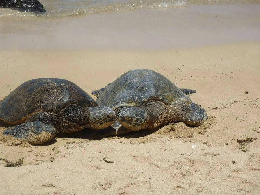 Sea Turtles Kissing by hraustin27 on DeviantArt