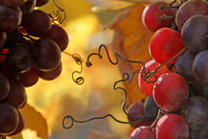 Vineyard in november