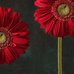 gerbera and playful mood by Floriandra