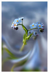 Forget me not in blue mood