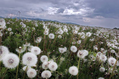 dandelion field