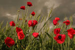 Poppy field before storm by Floriandra