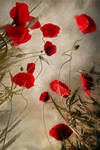 composition with some poppies by Floriandra