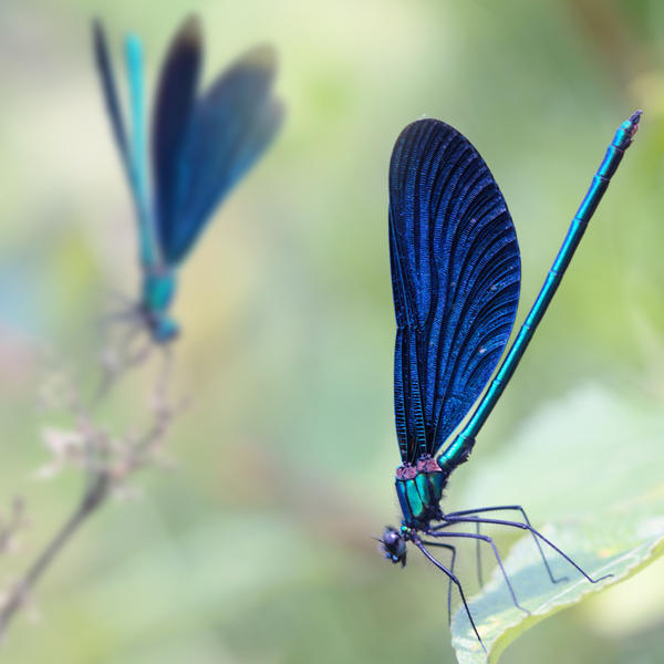 composition with damselflies