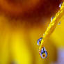 sunflower in a drop