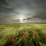 Sweet breath of summer by Floriandra