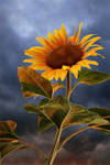 sunflower at sunset by Floriandra