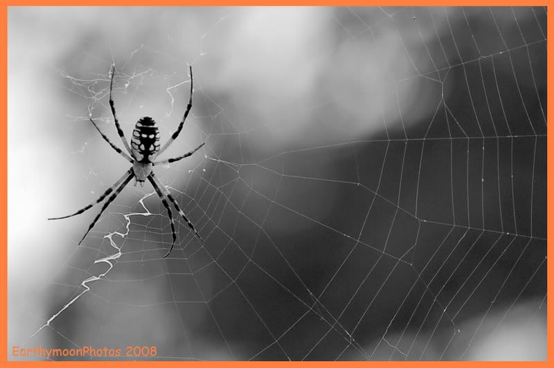 female Argiope aurantia