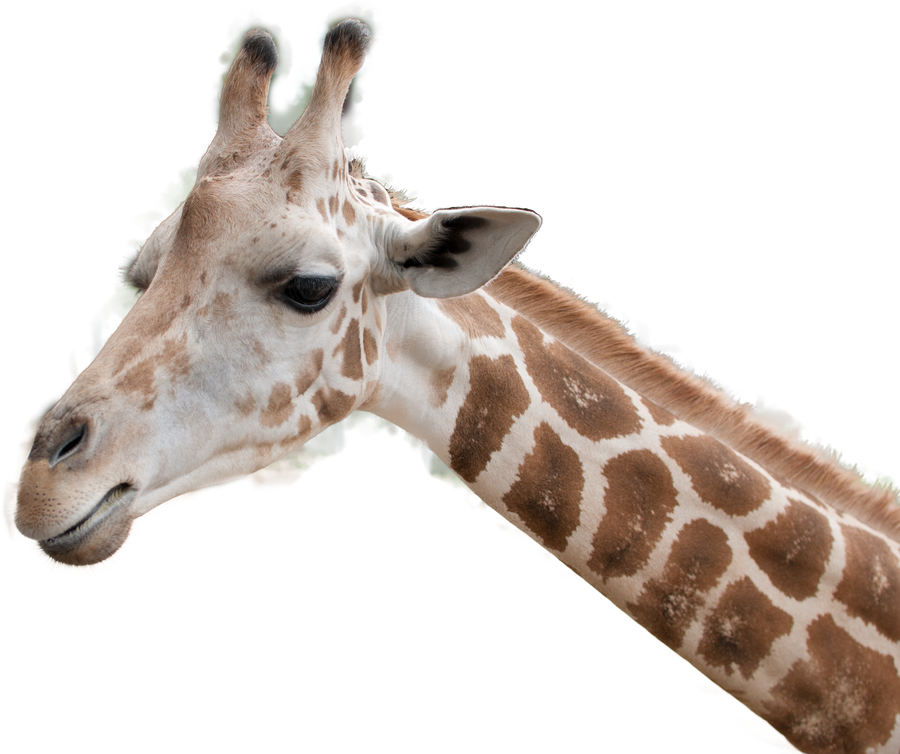 Stock PNG Giraffe Head