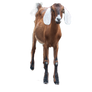 Stock PNG Goat