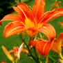 Tiger Lily's.