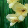 Gladiolus 2.