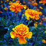 Marigolds 1.