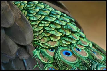 Peacock colour