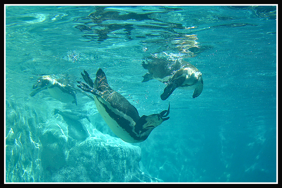 Underwater by jimbomp44