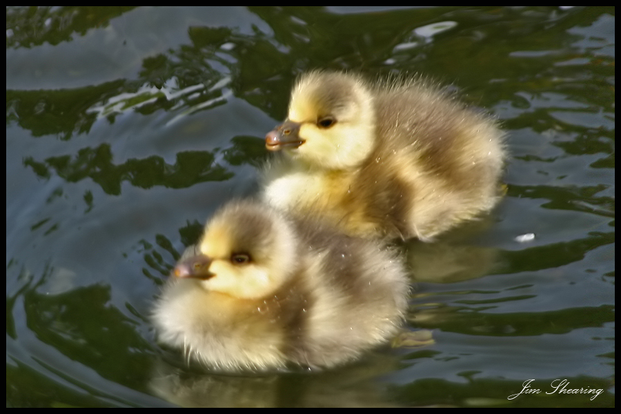 Ducklings