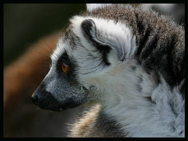 Lemur