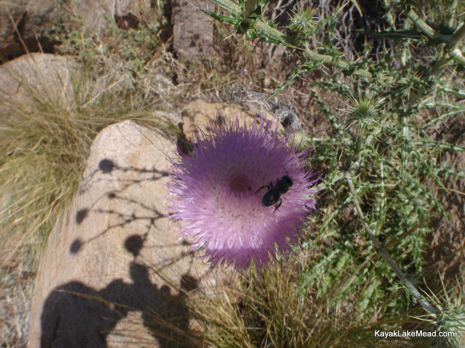 Mohave Thistle