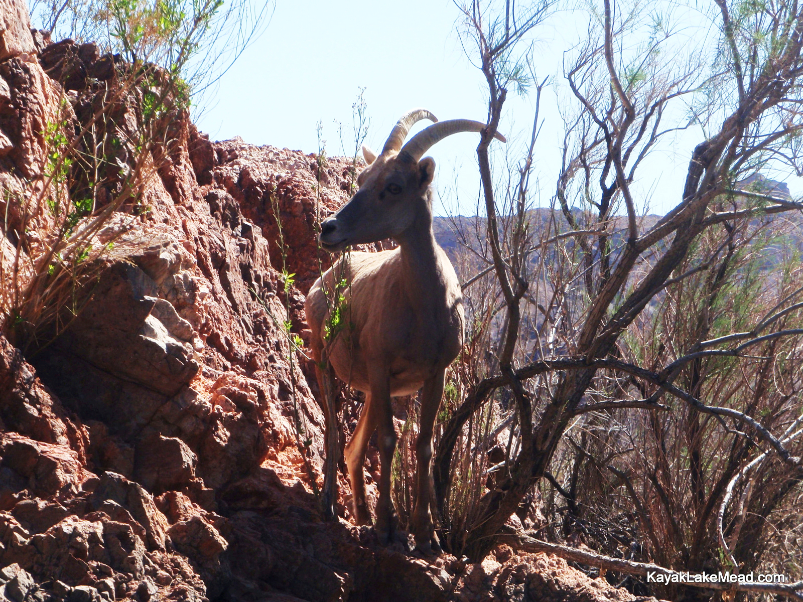 Mama Big Horn Sheep