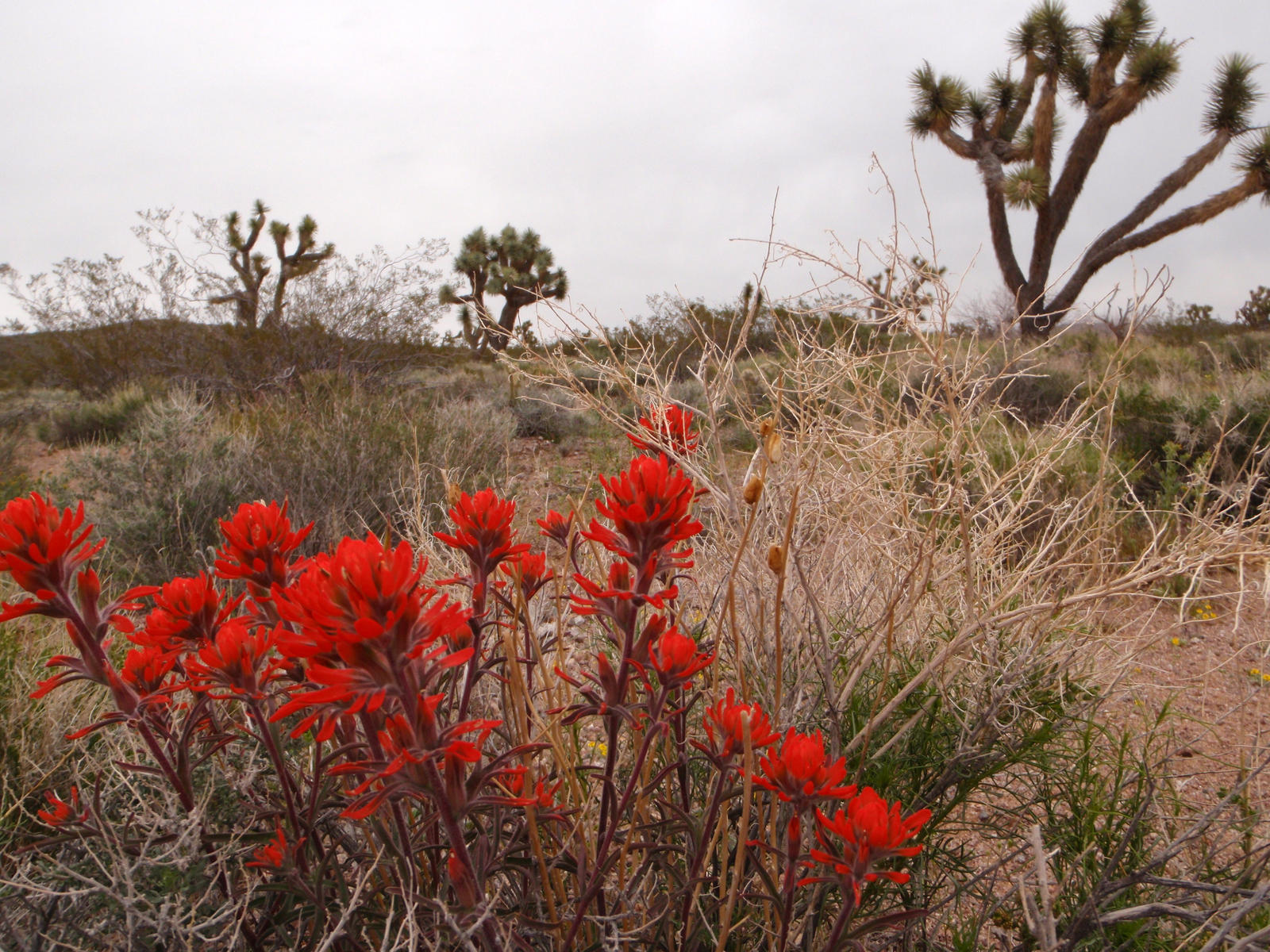 Indian Paint Brush