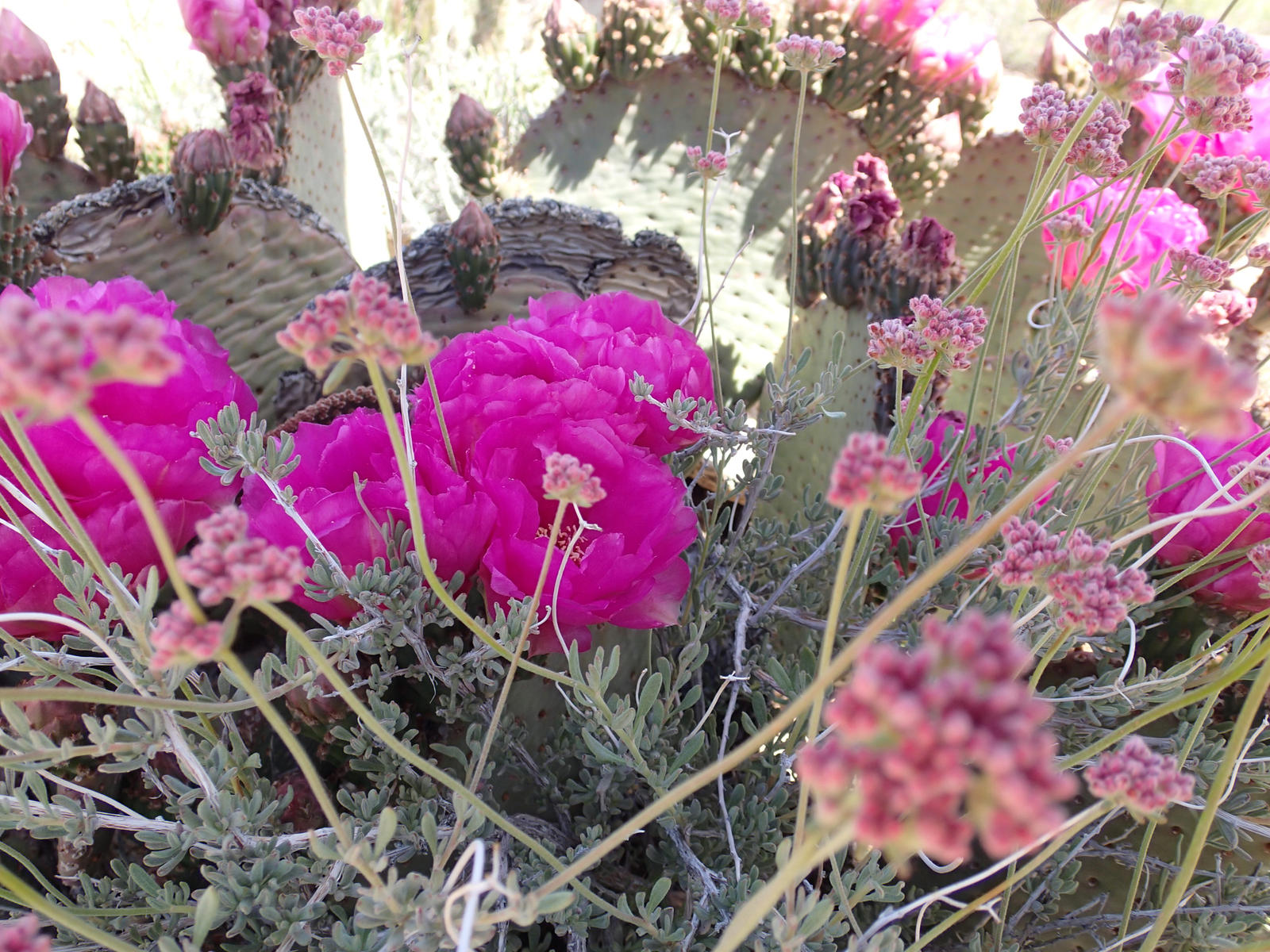 Desert Colors : olive, sage, magenta and pink