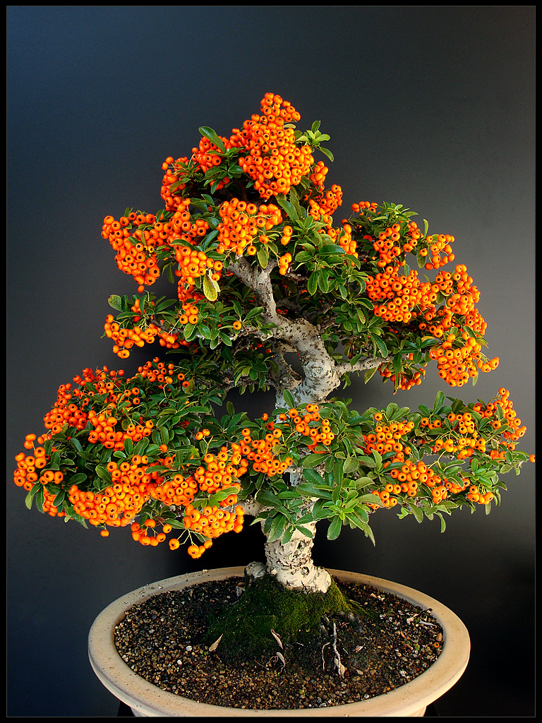 SeaBuckthorn Bonsai