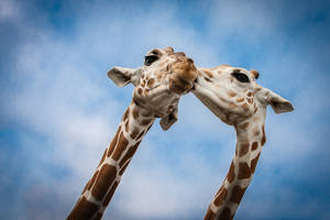 Giraffe Love