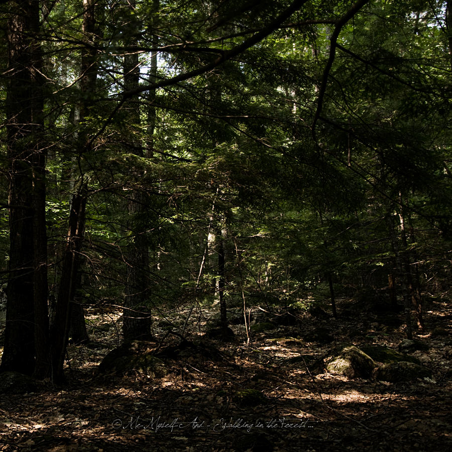 Walking in the Forest ...