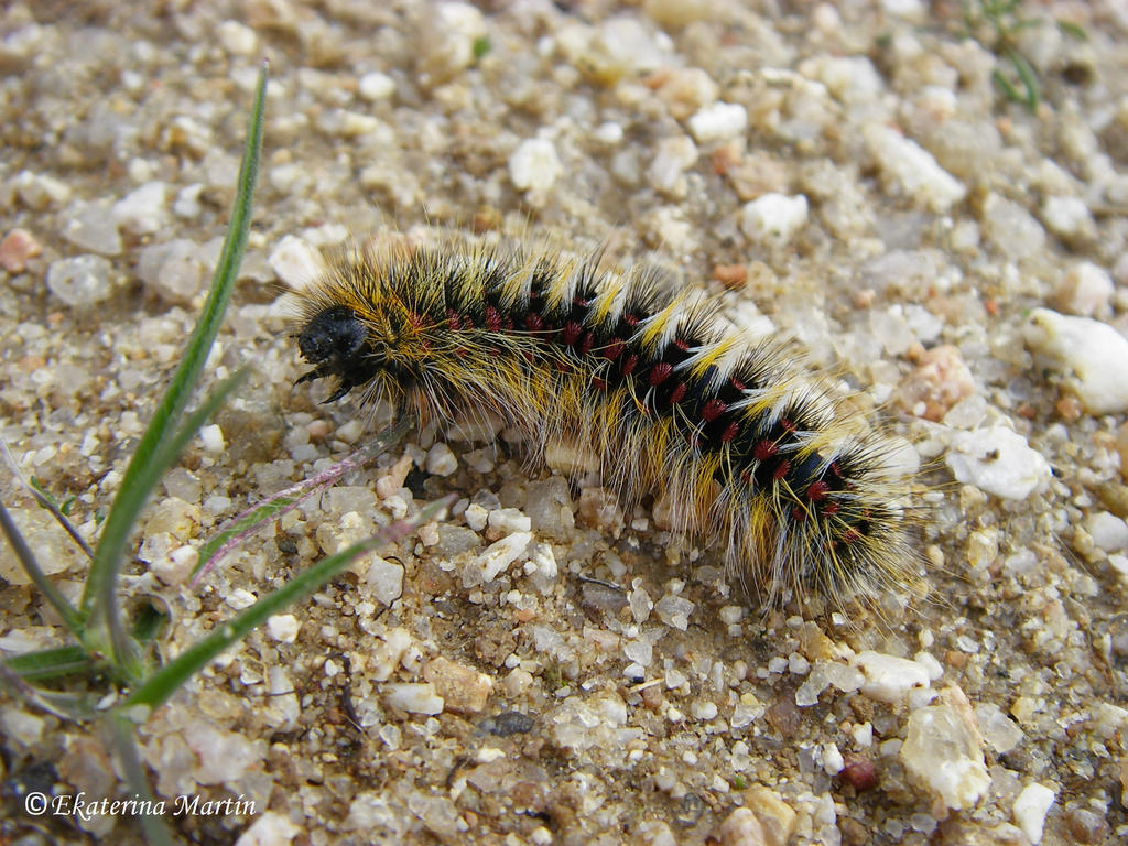 Oruga by JohnKeyes on DeviantArt