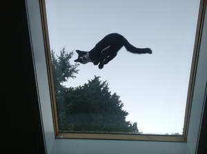 Kitty on the roof