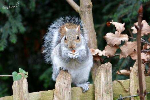 Squirrely Squirrel!