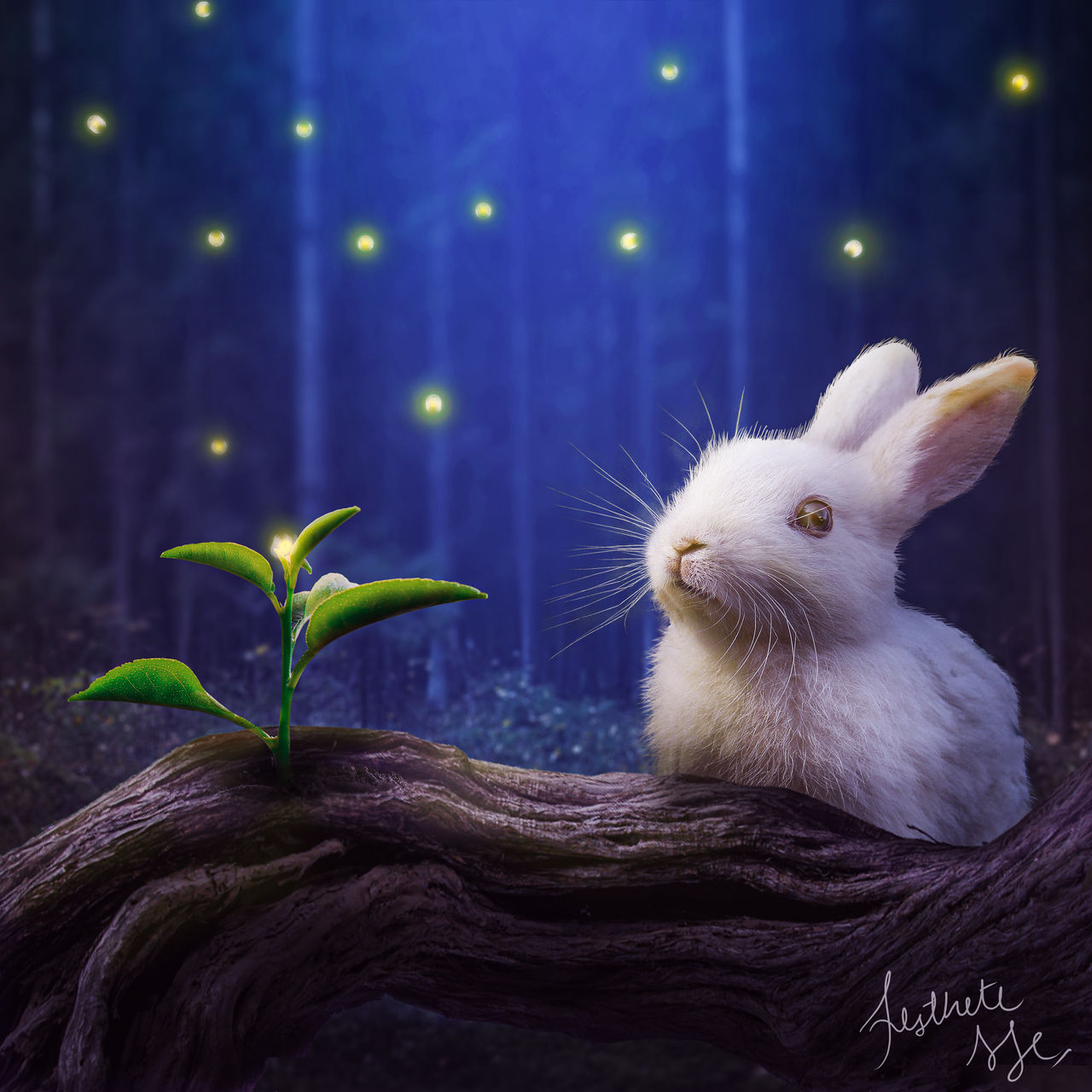 The Rabbit by Aestheteme14 on DeviantArt
