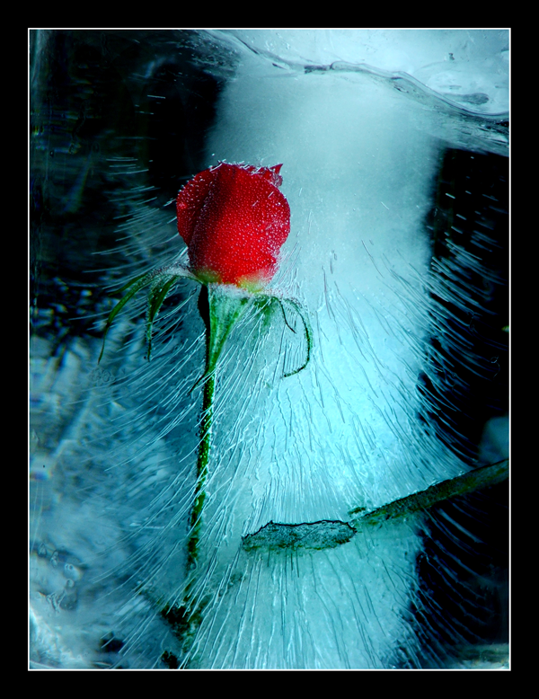 Red rose