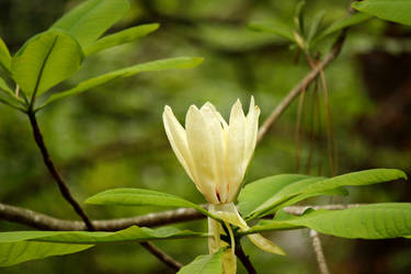 Magnolia of the Wood