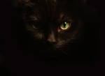 Black cat II by Ceadis
