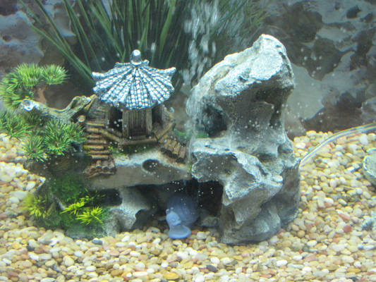 Fish Tank 2