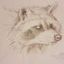 Raccoon sketch