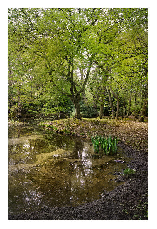 Epping Forest