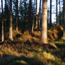 Sunny forest stock II