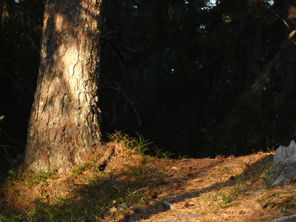 Forest stock 40 by Wylderness on DeviantArt