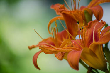 Lightening the Ditch Lilies