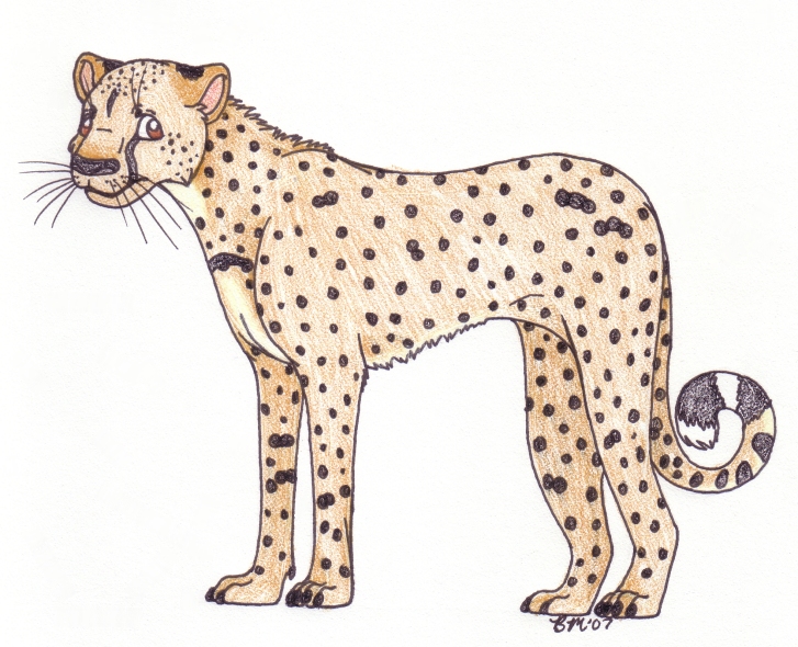 A Cheetah