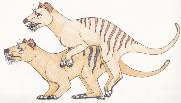 Hopping Thylacine