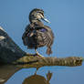 Posing on Glassy Water