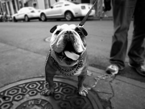 mardi gras bulldog.